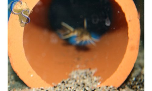 Synodontis petricola